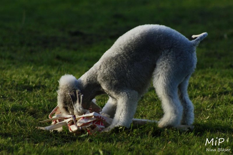 2010-10-03 Coursing-Training GE (46).jpg